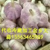 大蒜蒜苔洋蔥代收加工冷藏