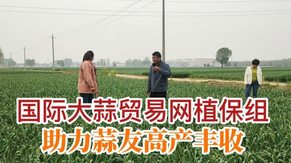 國際大蒜貿(mào)易網(wǎng)植保組助力蒜友高產(chǎn)豐收 ()