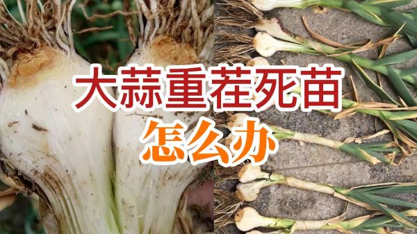 大蒜重茬死苗怎么辦 (766播放)