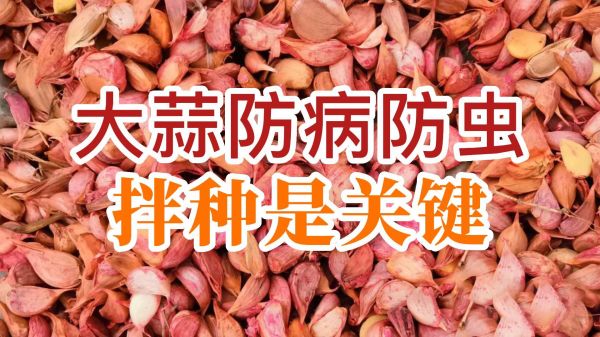 大蒜防病防蟲、拌種是關(guān)鍵 (740播放)