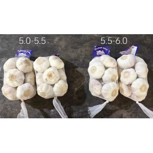 大蒜加工、出口 Garlic exporter