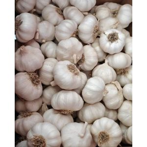 大蒜加工、出口 Garlic Exporter