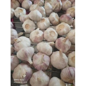 大蒜加工、出口 Garlic Exporter