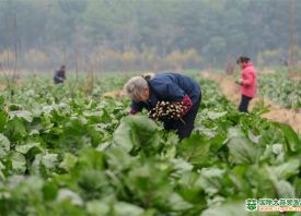 永州冷水灘：冬季蔬菜迎來(lái)豐收 ()